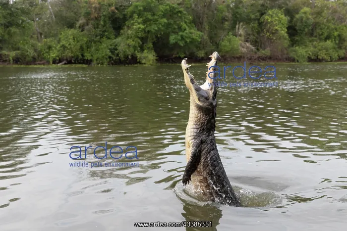 : Bresil, Mato Grosso, Pantanal, Sud de Cuiaba, Caiman : Bresil, Mato Grosso, Pantanal, Sud de Cuiaba, Caiman