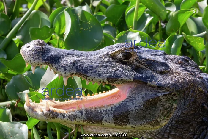 : Bresil, Mato Grosso, Pantanal, Sud de Cuiaba, Caiman : Bresil, Mato Grosso, Pantanal, Sud de Cuiaba, Caiman