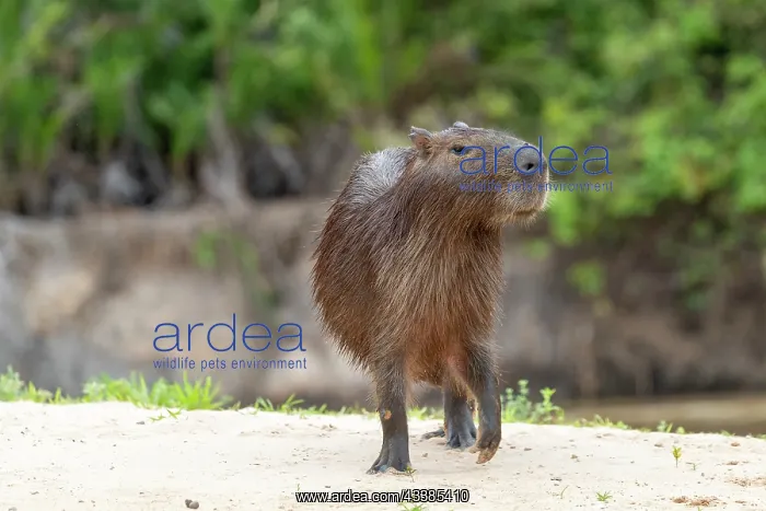 : Bresil, Mato Grosso, region du Pantanal, le capybara : Bresil, Mato Grosso, region du Pantanal, le capybara