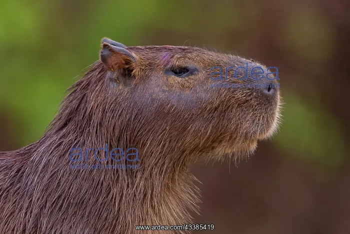 : Bresil, Mato Grosso, region du Pantanal, le capybara : Bresil, Mato Grosso, region du Pantanal, le capybara