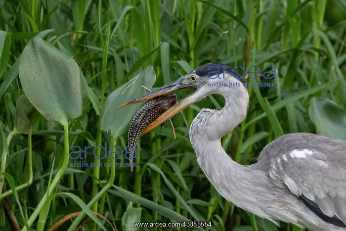 : Bresil, Mato Grosso, region du Pantanal, Heron cocoi