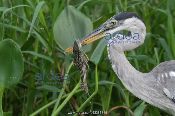 : Bresil, Mato Grosso, region du Pantanal, Heron cocoi : Bresil, Mato Grosso, region du Pantanal, Heron cocoi