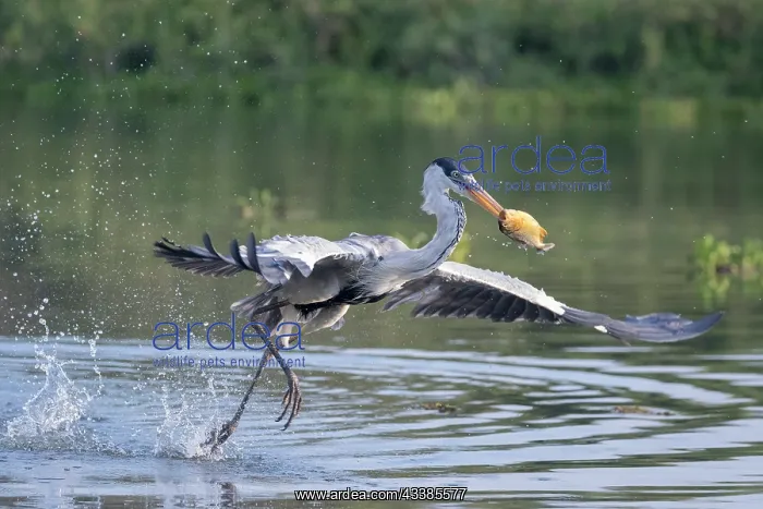 : Bresil, Mato Grosso, region du Pantanal, Heron cocoi : Bresil, Mato Grosso, region du Pantanal, Heron cocoi