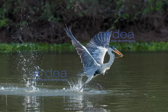 : Bresil, Mato Grosso, region du Pantanal, Heron cocoi
