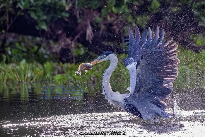 : Bresil, Mato Grosso, region du Pantanal, Heron cocoi : Bresil, Mato Grosso, region du Pantanal, Heron cocoi