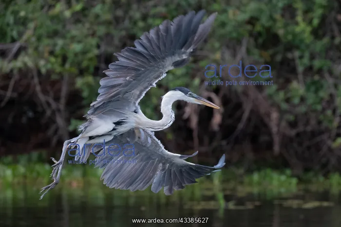 : Bresil, Mato Grosso, region du Pantanal, Heron cocoi : Bresil, Mato Grosso, region du Pantanal, Heron cocoi