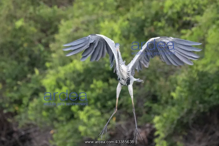 : Bresil, Mato Grosso, region du Pantanal, Heron cocoi