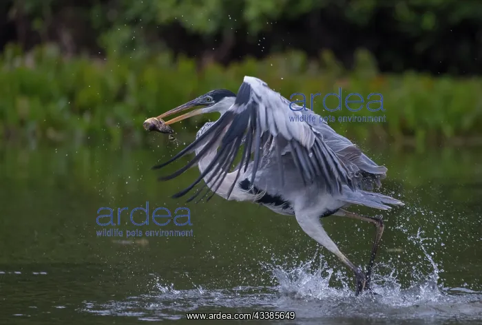 : Bresil, Mato Grosso, region du Pantanal, Heron cocoi : Bresil, Mato Grosso, region du Pantanal, Heron cocoi