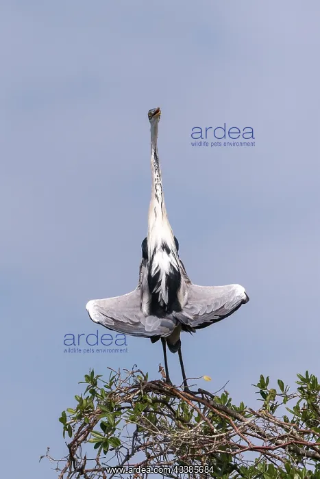 : Bresil, Mato Grosso, region du Pantanal, Heron cocoi : Bresil, Mato Grosso, region du Pantanal, Heron cocoi
