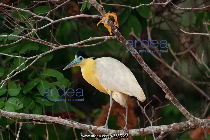 : Bresil, Mato Grosso, region du Pantanal, Heron coiffe : Bresil, Mato Grosso, region du Pantanal, Heron coiffe