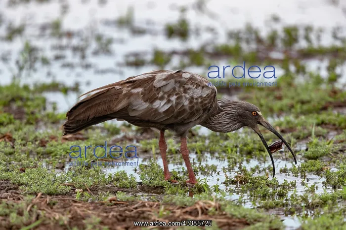 : Bresil, Mato Grosso, region du Pantanal, Ibis plombe : Bresil, Mato Grosso, region du Pantanal, Ibis plombe