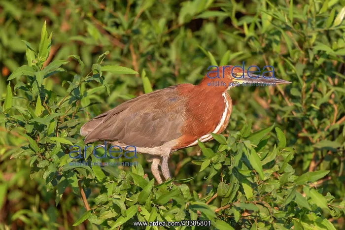 : Bresil, Mato Grosso, region du Pantanal, Onore raye : Bresil, Mato Grosso, region du Pantanal, Onore raye