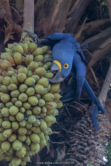  : Bresil, Mato Grosso, region du Pantanal, Ara hyacinthe