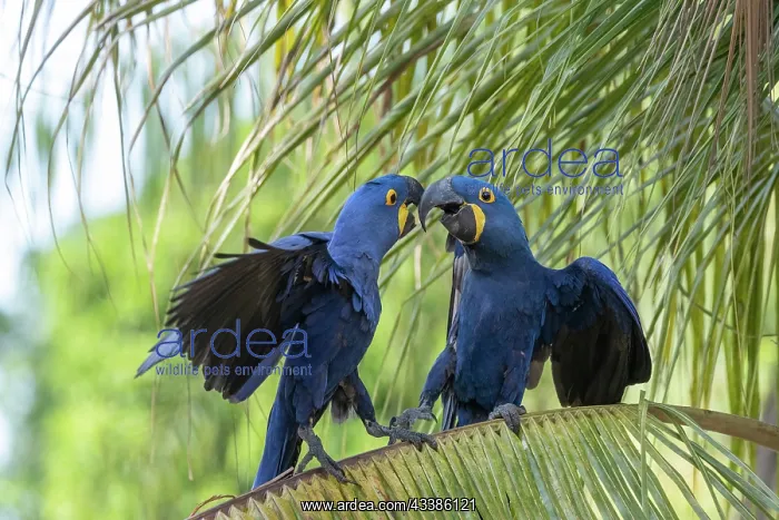  : Bresil, Mato Grosso, region du Pantanal, Ara hyacinthe