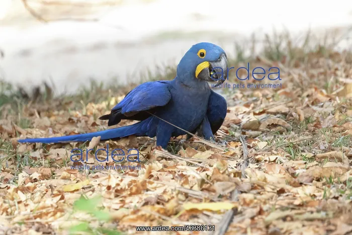 : Bresil, Mato Grosso, region du Pantanal, Ara hyacinthe : Bresil, Mato Grosso, region du Pantanal, Ara hyacinthe