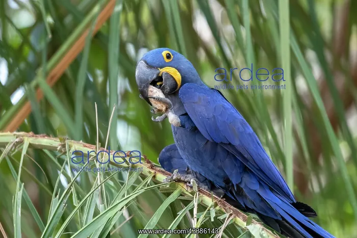 : Bresil, Mato Grosso, region du Pantanal, Ara hyacinthe : Bresil, Mato Grosso, region du Pantanal, Ara hyacinthe
