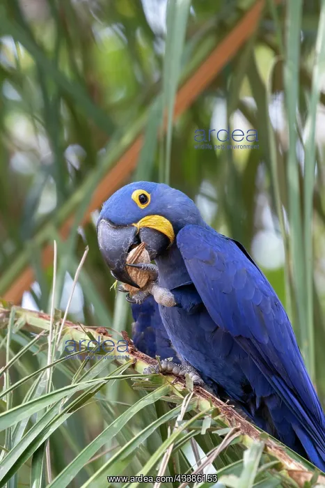 : Bresil, Mato Grosso, region du Pantanal, Ara hyacinthe : Bresil, Mato Grosso, region du Pantanal, Ara hyacinthe