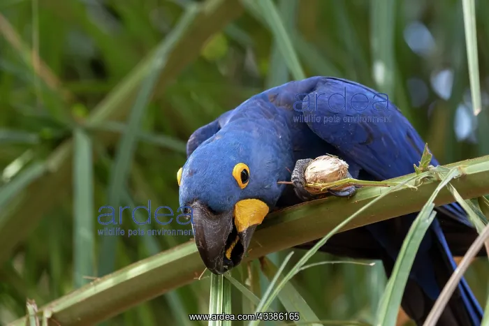  : Bresil, Mato Grosso, region du Pantanal, Ara hyacinthe