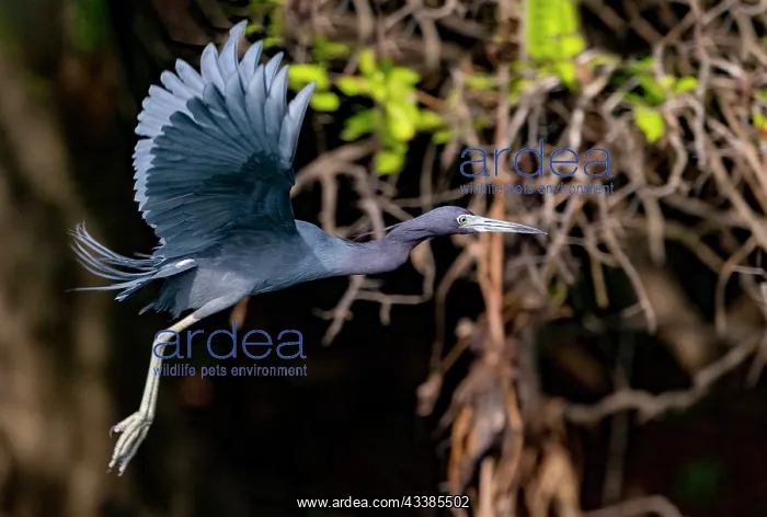 : Bresil, Mato Grosso, region du Pantanal, Aigrette : Bresil, Mato Grosso, region du Pantanal, Aigrette