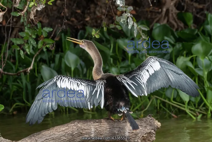  : Bresil, Mato Grosso, region du Pantanal, Anhinga