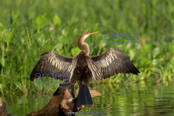 : Bresil, Mato Grosso, region du Pantanal, Anhinga : Bresil, Mato Grosso, region du Pantanal, Anhinga