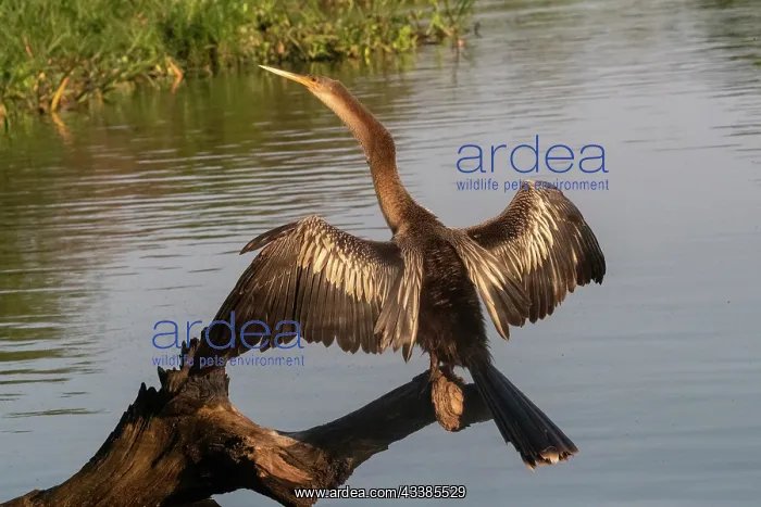 : Bresil, Mato Grosso, region du Pantanal, Anhinga : Bresil, Mato Grosso, region du Pantanal, Anhinga