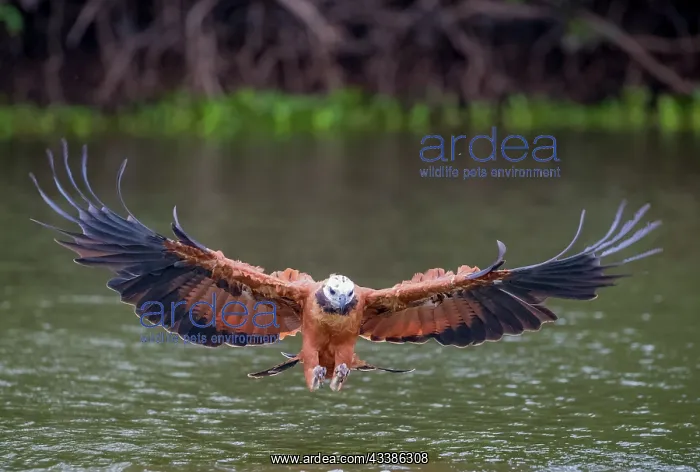 : Bresil, Mato Grosso, region du Pantanal, Buse a : Bresil, Mato Grosso, region du Pantanal, Buse a