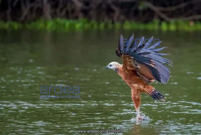 : Bresil, Mato Grosso, region du Pantanal, Buse a : Bresil, Mato Grosso, region du Pantanal, Buse a