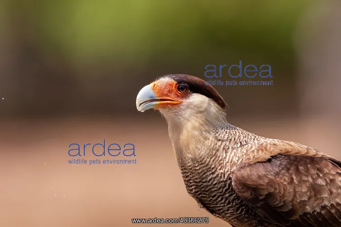 : Bresil, Mato Grosso, region du Pantanal, Caracara : Bresil, Mato Grosso, region du Pantanal, Caracara