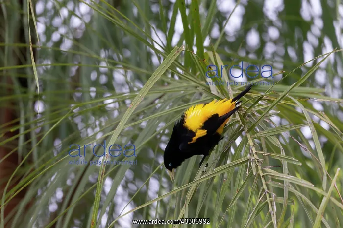 : Bresil, Mato Grosso, region du Pantanal, Cassique : Bresil, Mato Grosso, region du Pantanal, Cassique