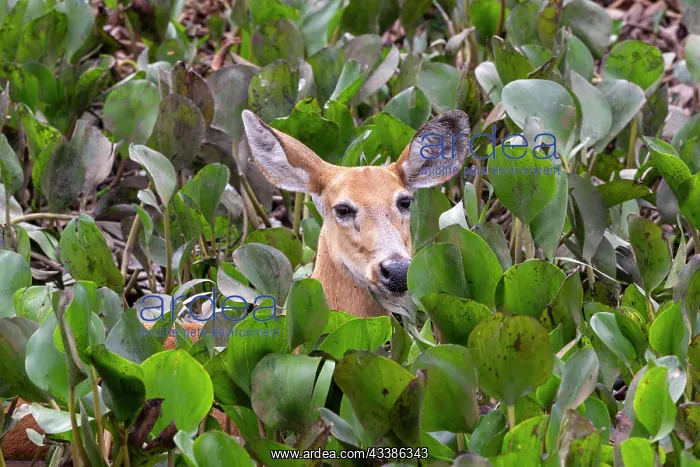 : Bresil, Mato Grosso, region du Pantanal, Cerf des : Bresil, Mato Grosso, region du Pantanal, Cerf des