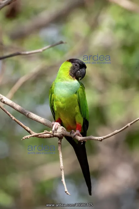 : Bresil, Mato Grosso, region du Pantanal, Conure : Bresil, Mato Grosso, region du Pantanal, Conure