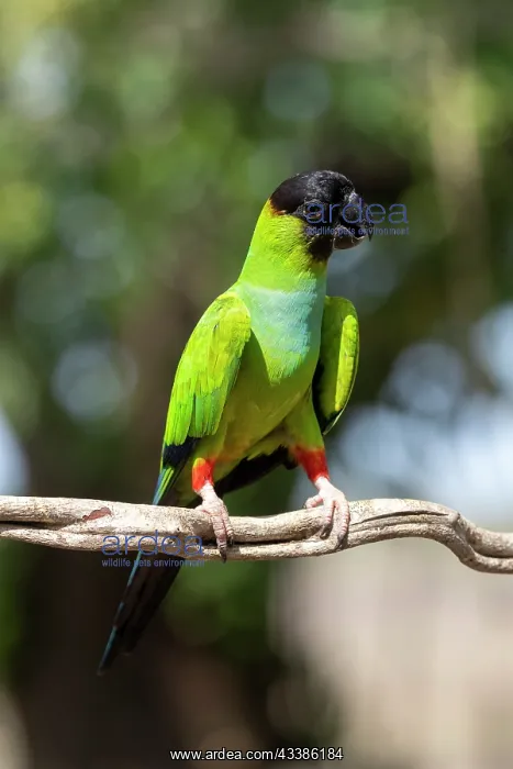 : Bresil, Mato Grosso, region du Pantanal, Conure : Bresil, Mato Grosso, region du Pantanal, Conure