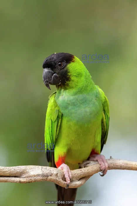 : Bresil, Mato Grosso, region du Pantanal, Conure : Bresil, Mato Grosso, region du Pantanal, Conure