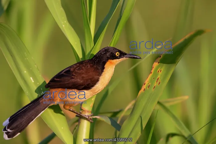 : Bresil, Mato Grosso, region du Pantanal, Donacobe : Bresil, Mato Grosso, region du Pantanal, Donacobe