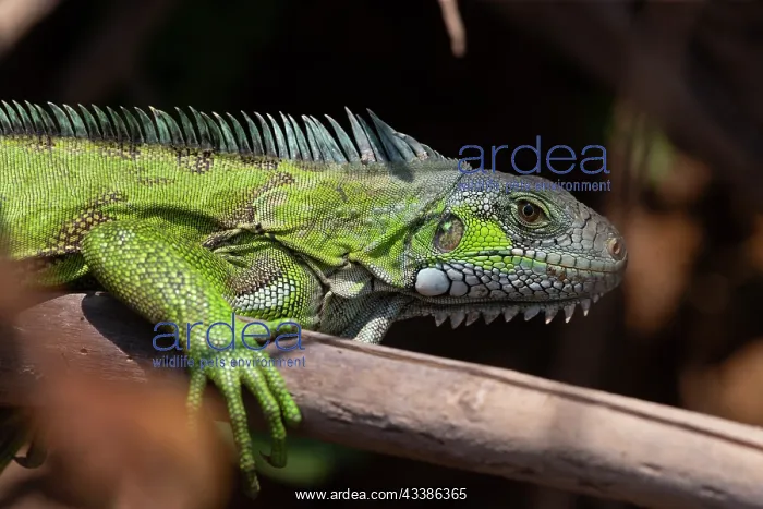 : Bresil, Mato Grosso, region du Pantanal, iguane : Bresil, Mato Grosso, region du Pantanal, iguane