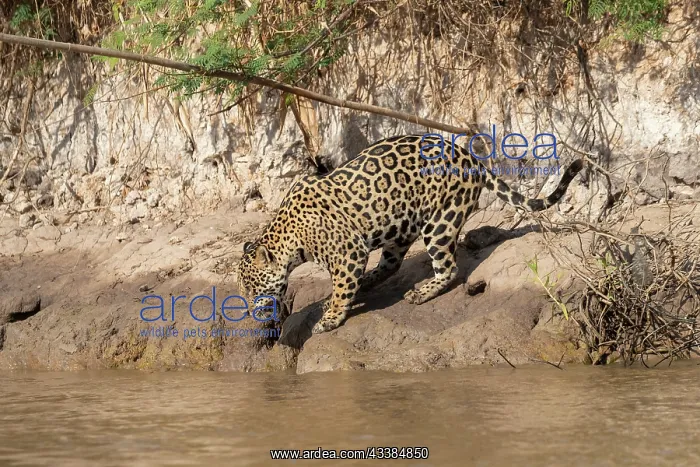 : Bresil, Mato Grosso, region du Pantanal, jaguar : Bresil, Mato Grosso, region du Pantanal, jaguar