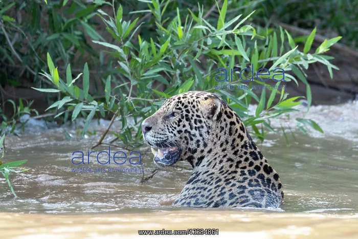 : Bresil, Mato Grosso, region du Pantanal, jaguar : Bresil, Mato Grosso, region du Pantanal, jaguar