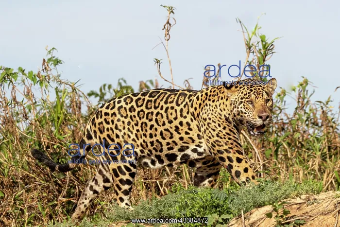 : Bresil, Mato Grosso, region du Pantanal, jaguar : Bresil, Mato Grosso, region du Pantanal, jaguar