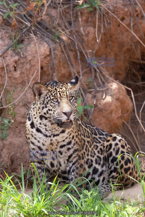 : Bresil, Mato Grosso, region du Pantanal, jaguar : Bresil, Mato Grosso, region du Pantanal, jaguar