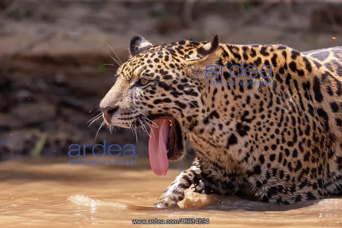 : Bresil, Mato Grosso, region du Pantanal, jaguar : Bresil, Mato Grosso, region du Pantanal, jaguar
