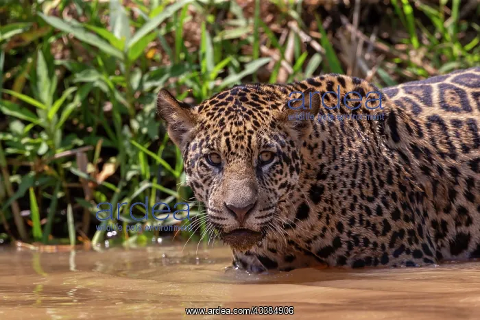 : Bresil, Mato Grosso, region du Pantanal, jaguar : Bresil, Mato Grosso, region du Pantanal, jaguar