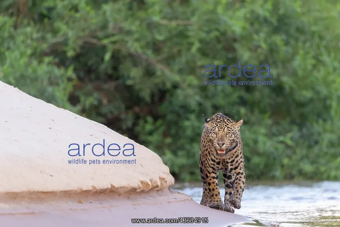 : Bresil, Mato Grosso, region du Pantanal, jaguar : Bresil, Mato Grosso, region du Pantanal, jaguar