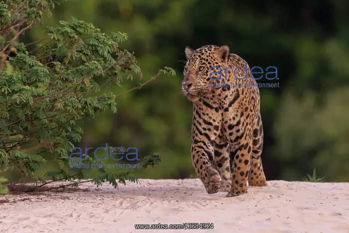 : Bresil, Mato Grosso, region du Pantanal, jaguar : Bresil, Mato Grosso, region du Pantanal, jaguar