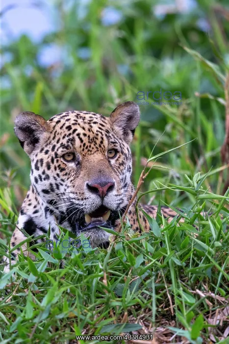 : Bresil, Mato Grosso, region du Pantanal, jaguar : Bresil, Mato Grosso, region du Pantanal, jaguar