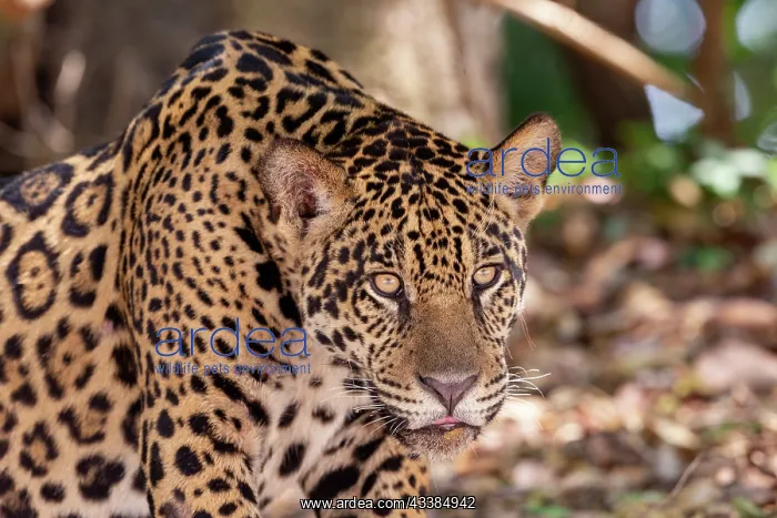 : Bresil, Mato Grosso, region du Pantanal, jaguar : Bresil, Mato Grosso, region du Pantanal, jaguar