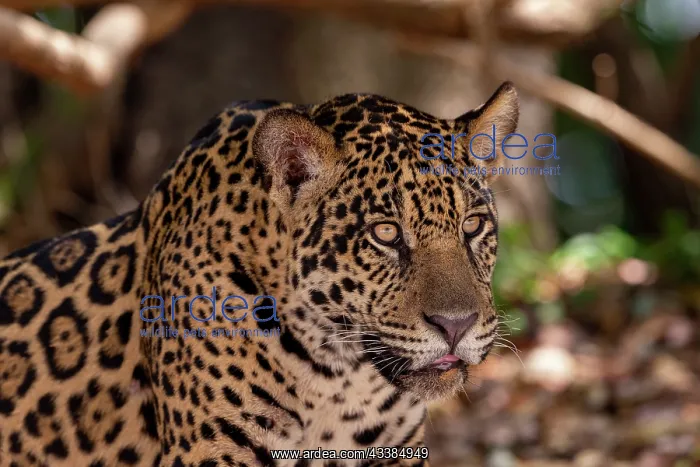 : Bresil, Mato Grosso, region du Pantanal, jaguar : Bresil, Mato Grosso, region du Pantanal, jaguar
