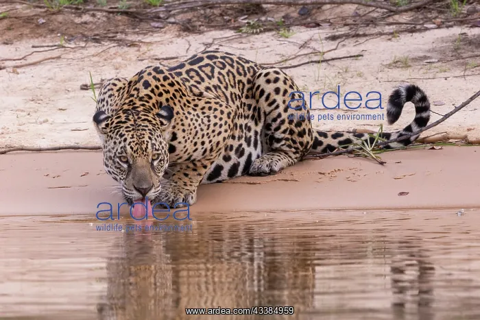 : Bresil, Mato Grosso, region du Pantanal, jaguar : Bresil, Mato Grosso, region du Pantanal, jaguar