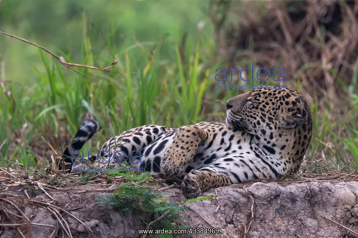 : Bresil, Mato Grosso, region du Pantanal, jaguar : Bresil, Mato Grosso, region du Pantanal, jaguar
