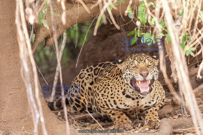 : Bresil, Mato Grosso, region du Pantanal, jaguar : Bresil, Mato Grosso, region du Pantanal, jaguar